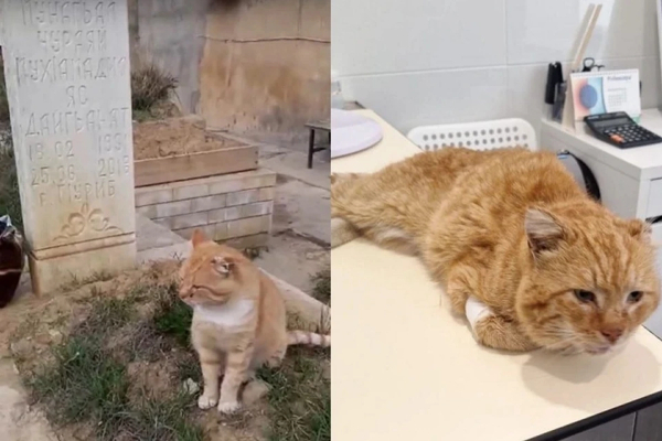 Umro je čuveni mačak Hačiko koji je 7 godina živeo na grobu svog vlasnika
